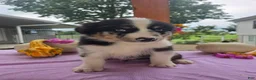 Australian Shepherd dogs for sale: Charlie - Ad 3
