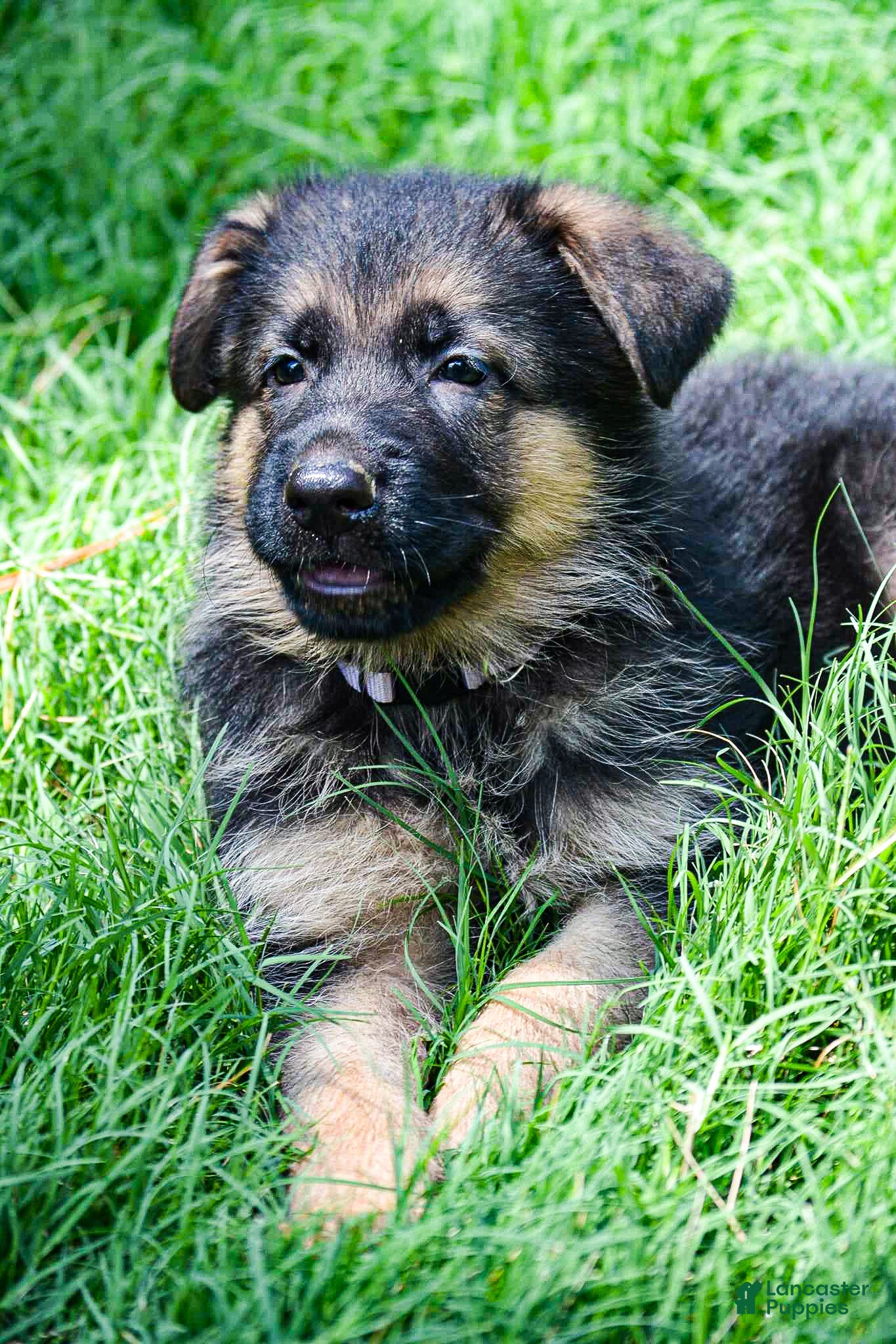 German Shepherd dogs German Shepherd Puppy 7 - Ad 14