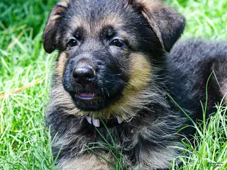German Shepherd dogs German Shepherd Puppy 7 - Ad 14