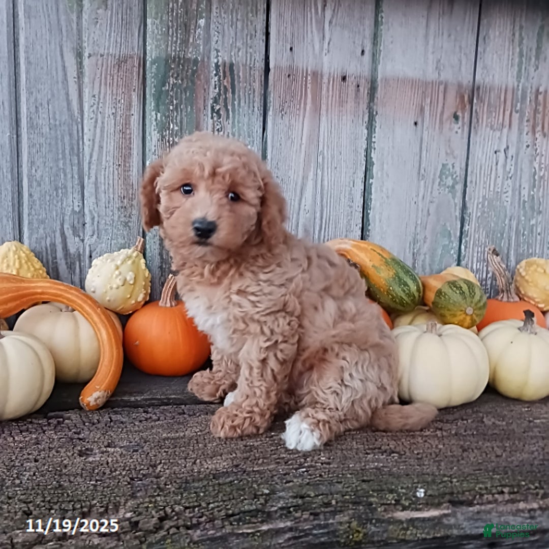 Bichpoo dogs for sale: Sally - Ad 4