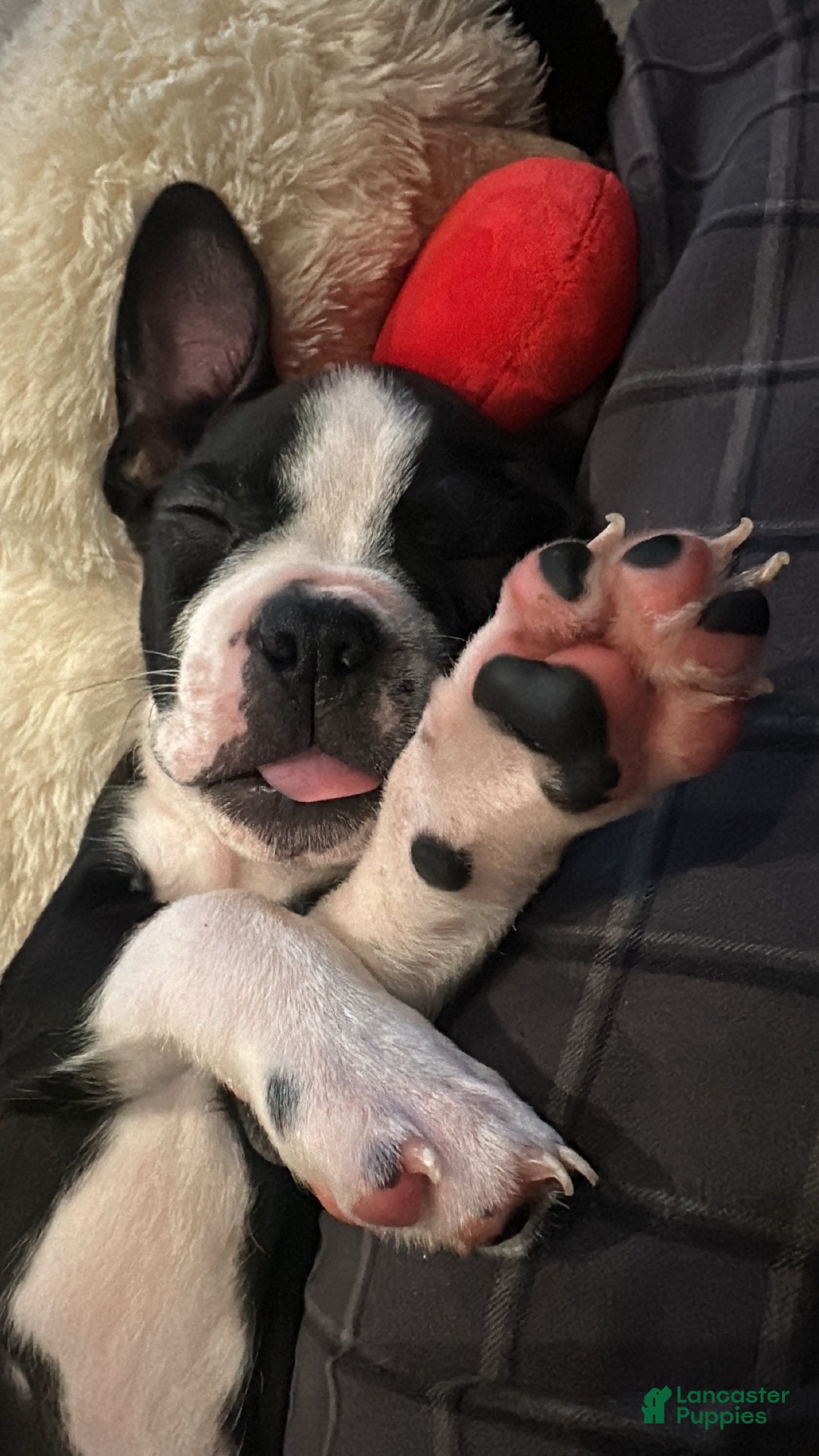Boston Terrier dogs for sale: TY - Ad 3