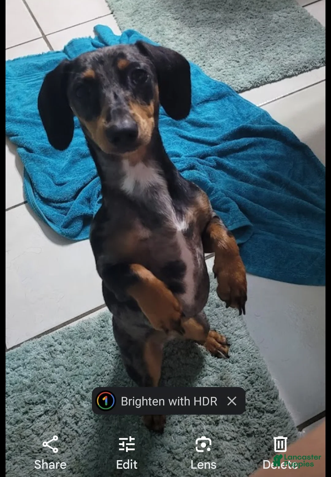 Dachshund dogs for sale: Dachshund Puppy 1 - Ad 6