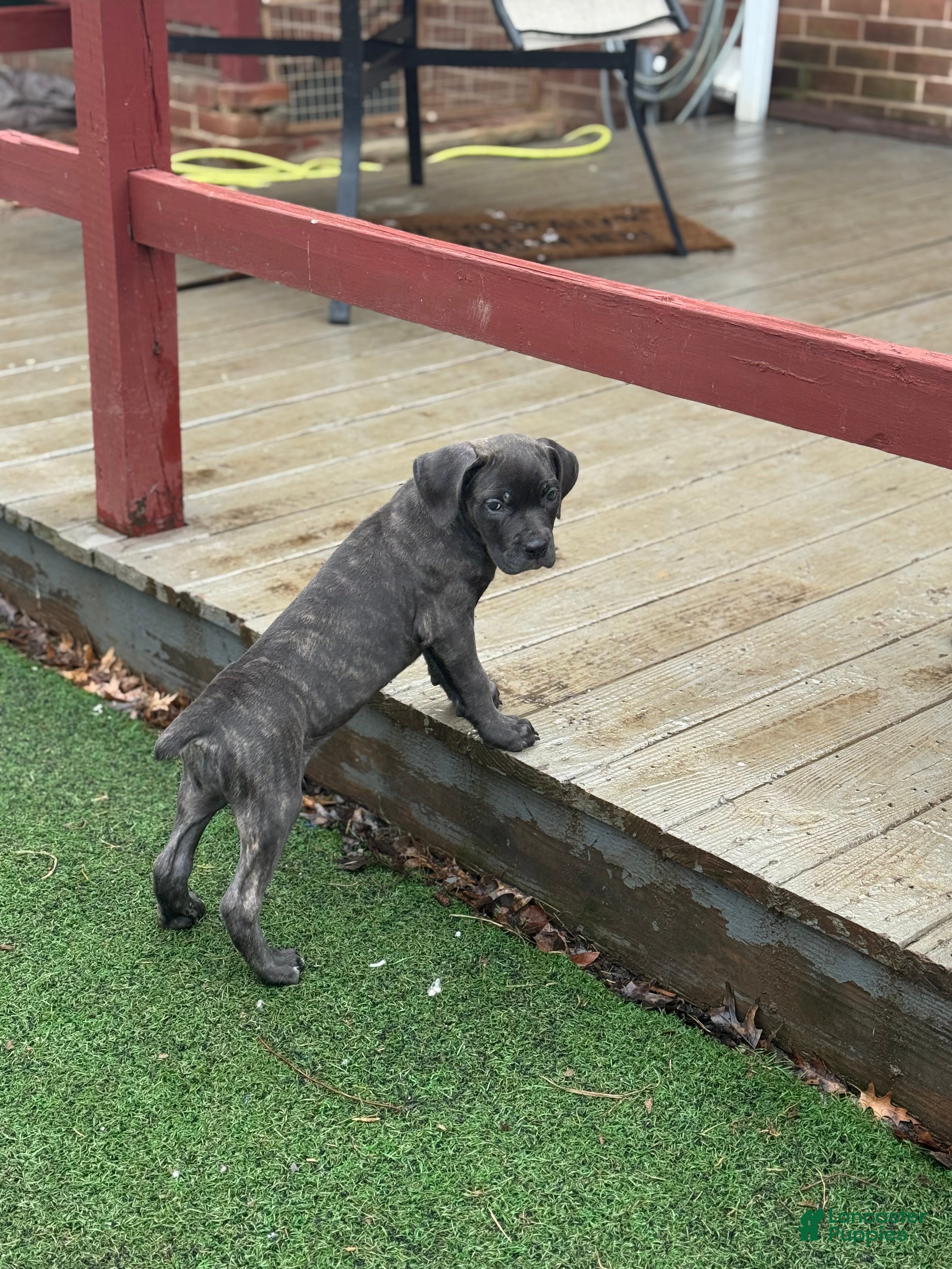 Cane Corso dogs Raven - Ad 2