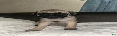 Pug 4