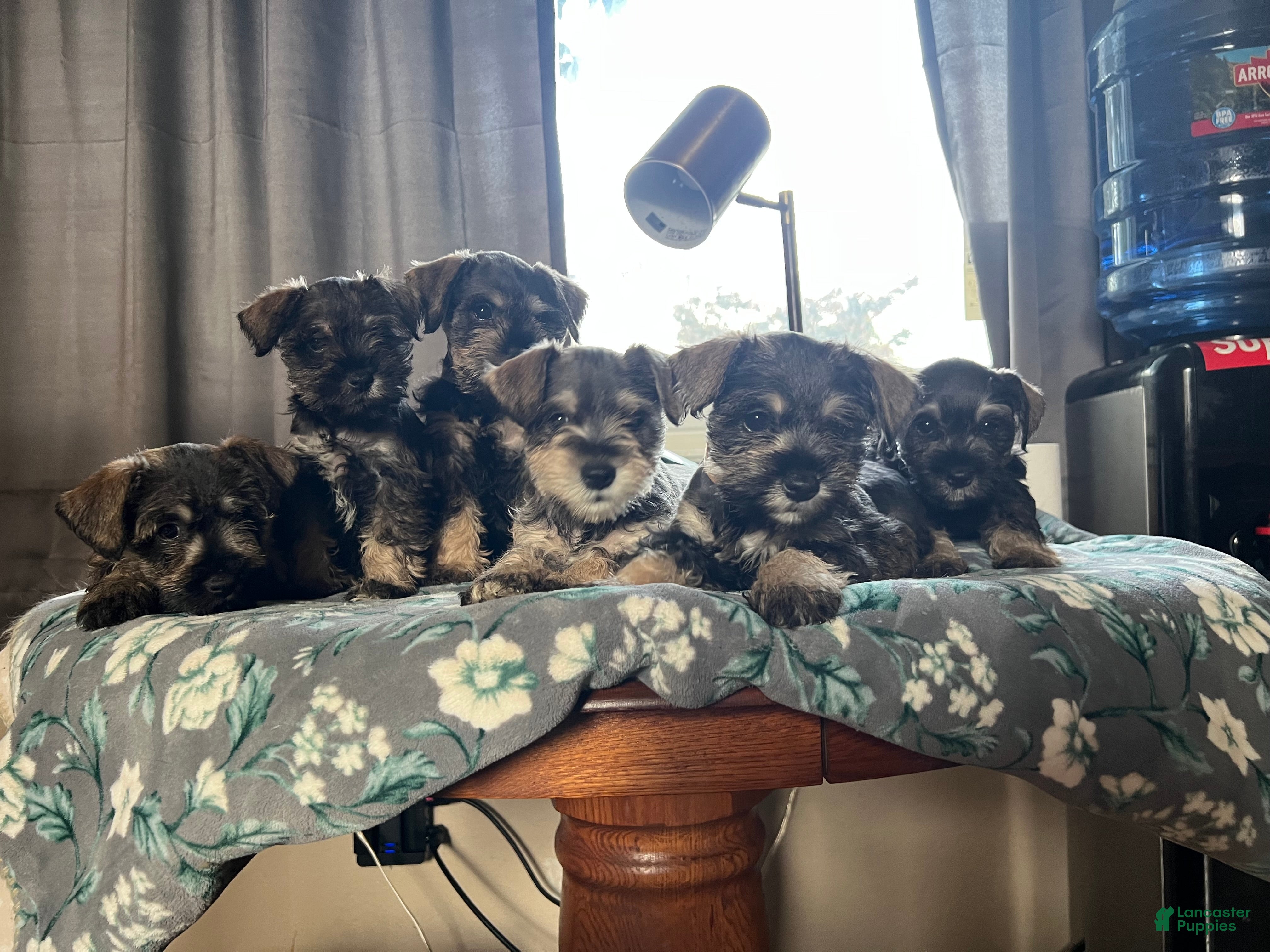 Miniature Schnauzer dogs Miniature Schnauzer Puppy 3 - Ad 4