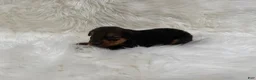 Airedale Terrier dogs for sale: AKC Zoe Airedale Terrier 2 - Ad 3