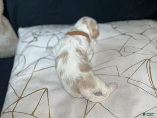 Shih Tzu dogs Rose - Ad 33