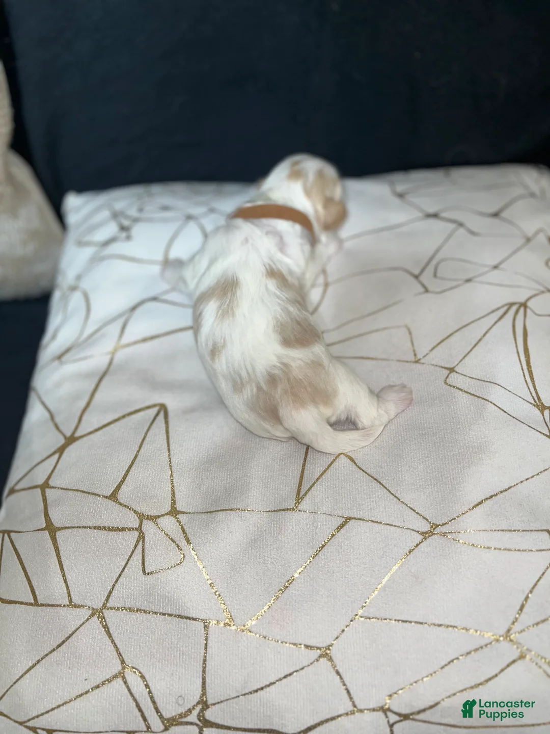 Shih Tzu dogs for sale: Rose - Ad 1