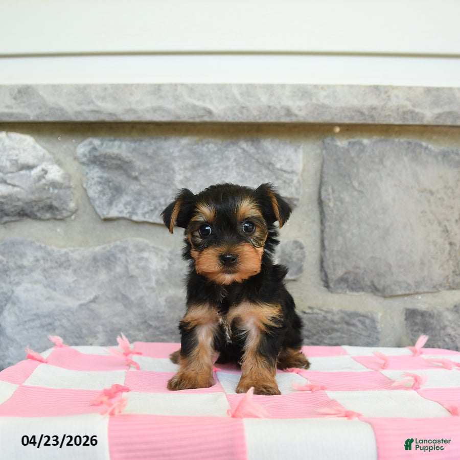 Yorkshire Terrier dogs Tootsie - Ad 1