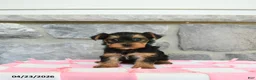 Yorkshire Terrier dogs for sale: Tootsie - Ad 1