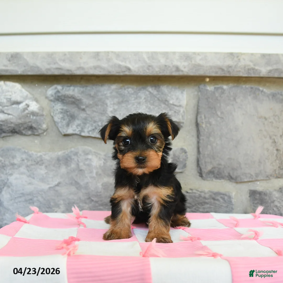 Yorkshire Terrier dogs for sale: Tootsie - Ad 1