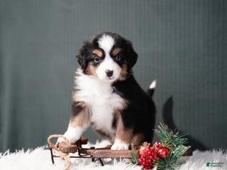 Miniature Australian Shepherd dogs Bailey - Ad 9