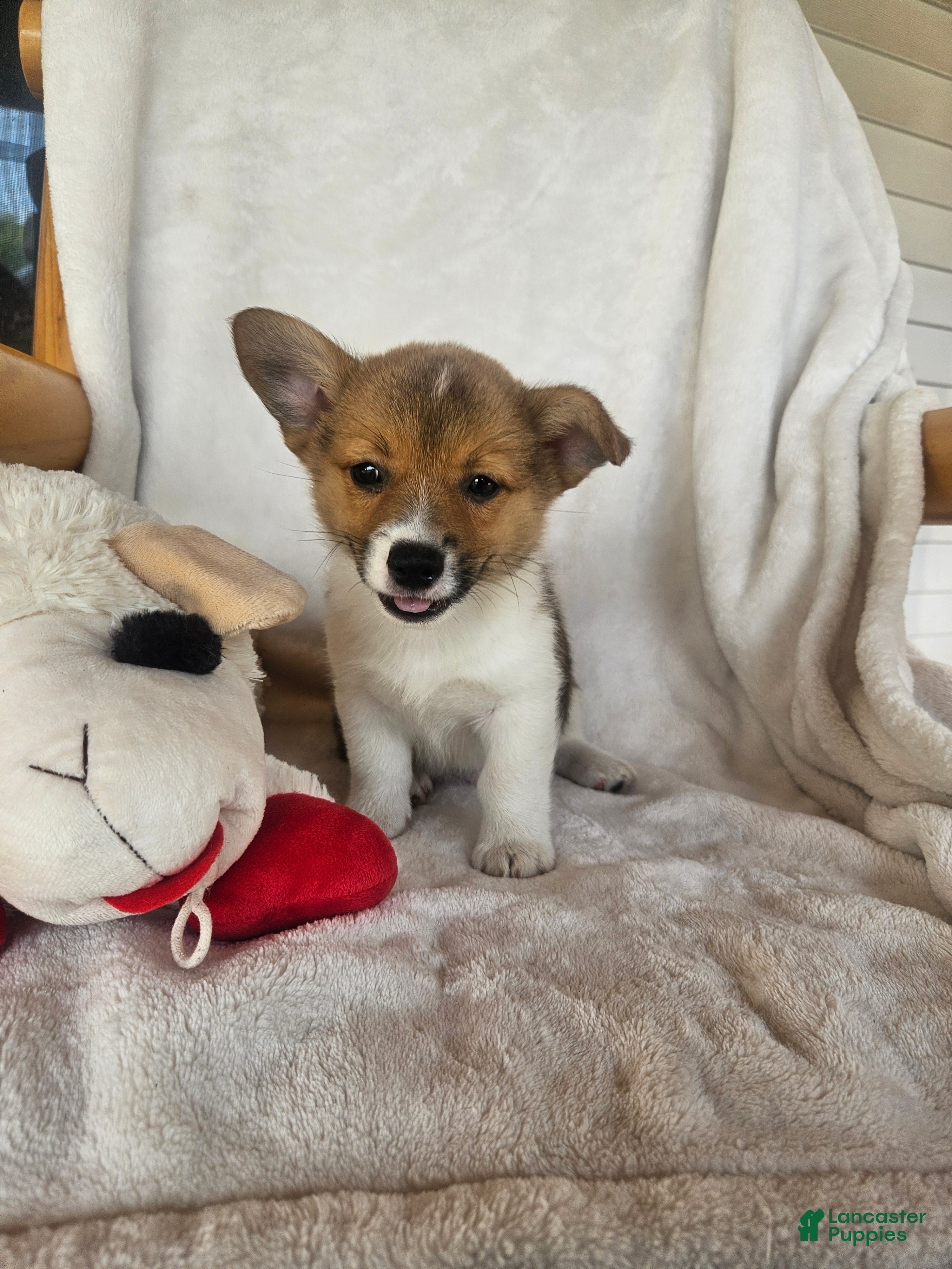 Welsh Corgi Pembroke dogs GALE - Ad 5