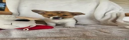 Welsh Corgi Pembroke dogs for sale: GALE - Ad 1