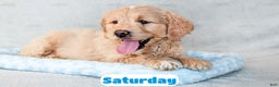 Goldendoodle dogs for sale: Saturday - Ad 7