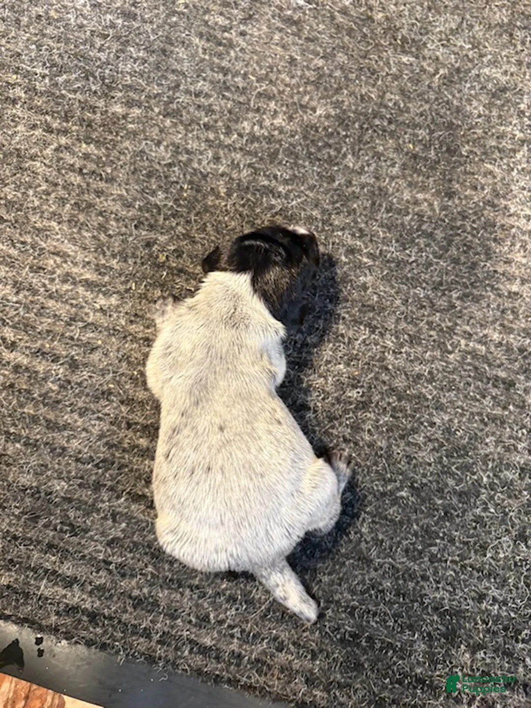 German Shorthaired Pointer dogs for sale: German Shorthaired Pointer Male 3 - Ad 3