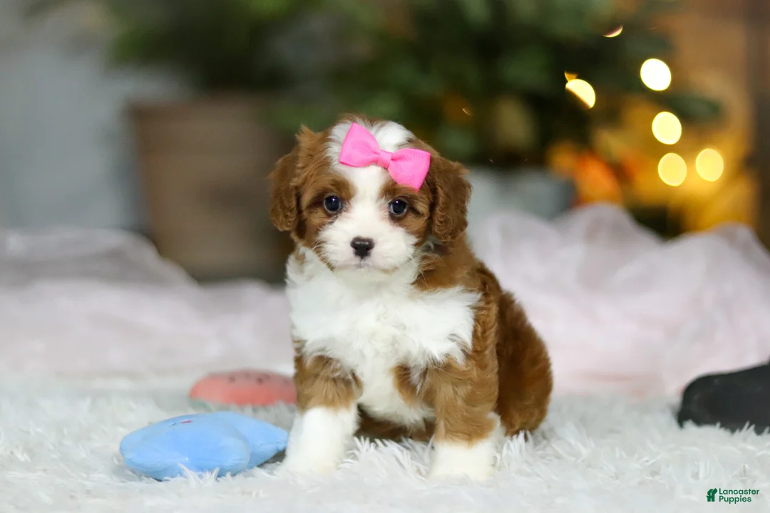 Cavapoo dogs for sale: Sophie - Ad 4