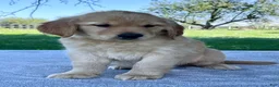 Golden Retriever dogs for sale: Ira - Ad 3