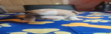 American Bully 5