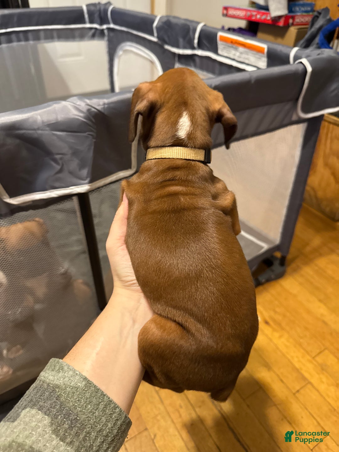 Boxer dogs for sale: Layla - Ad 2