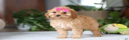 Cavapoo dogs for sale: Amelia - Ad 3