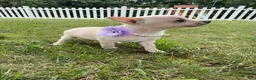 Chihuahua dogs for sale: Bella - Ad 2