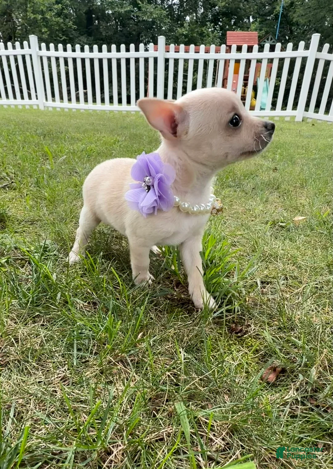 Chihuahua dogs for sale: Bella - Ad 2