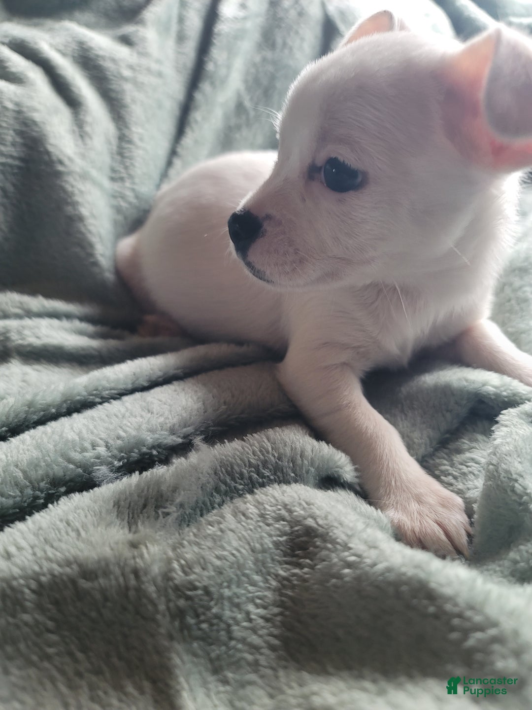Chihuahua dogs for sale: Lacey - Ad 2