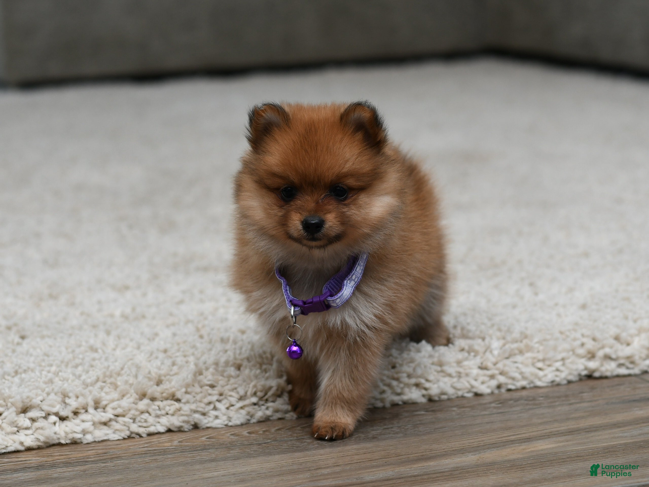 Pomeranian dogs Darla - Ad 2