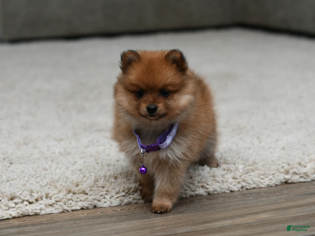 Pomeranian dogs for sale: Darla - Ad 2