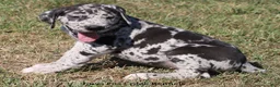 Great Dane dogs for sale: Samson - Ad 4