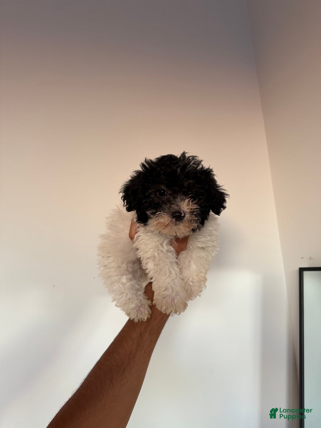 Toy Poodle dogs for sale: Kiki - Ad 4