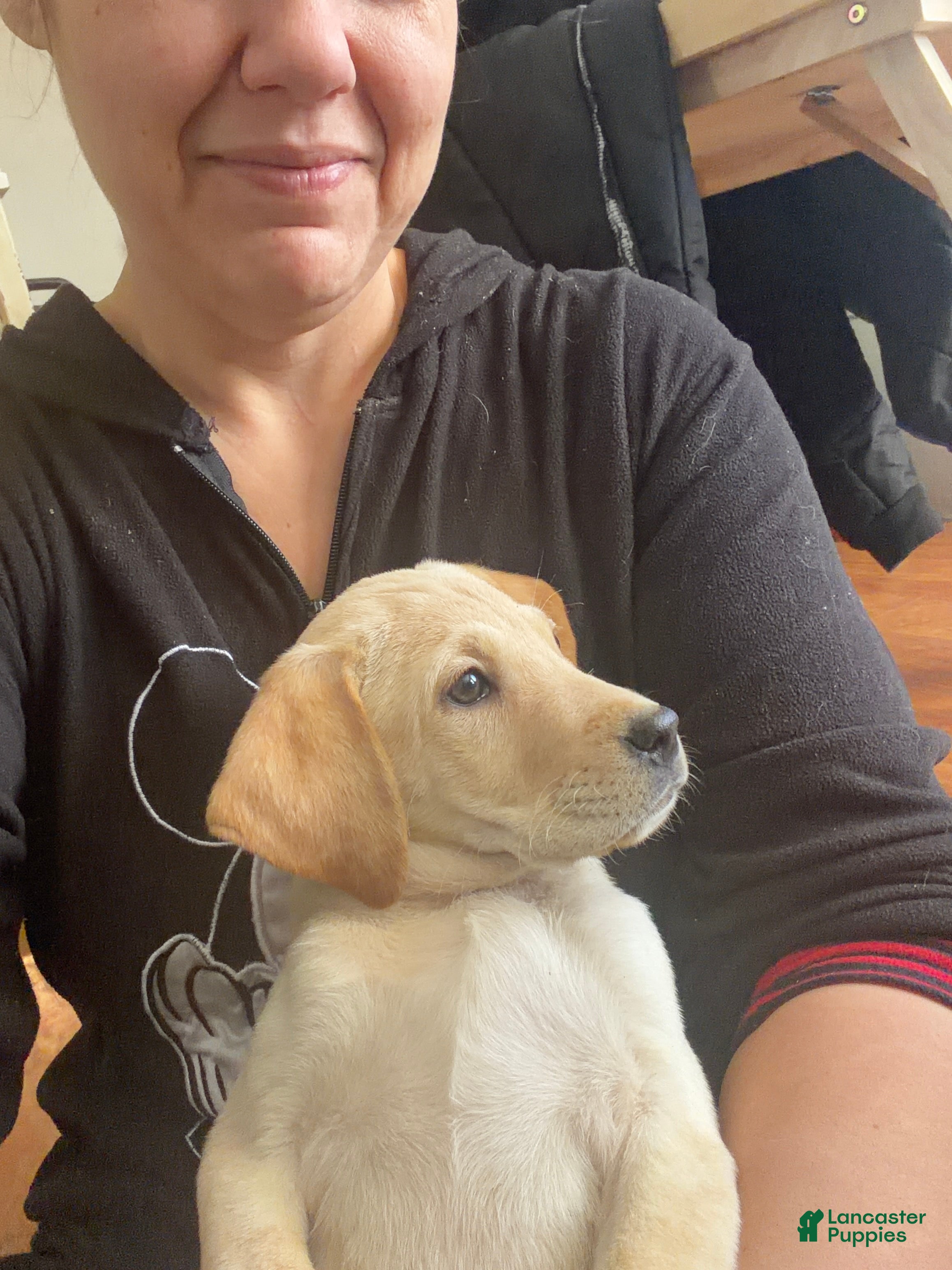 Mixed Breed dogs  HJ & Mani  - Ad 32