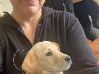 Mixed Breed dogs HJ & Mani - Ad 32