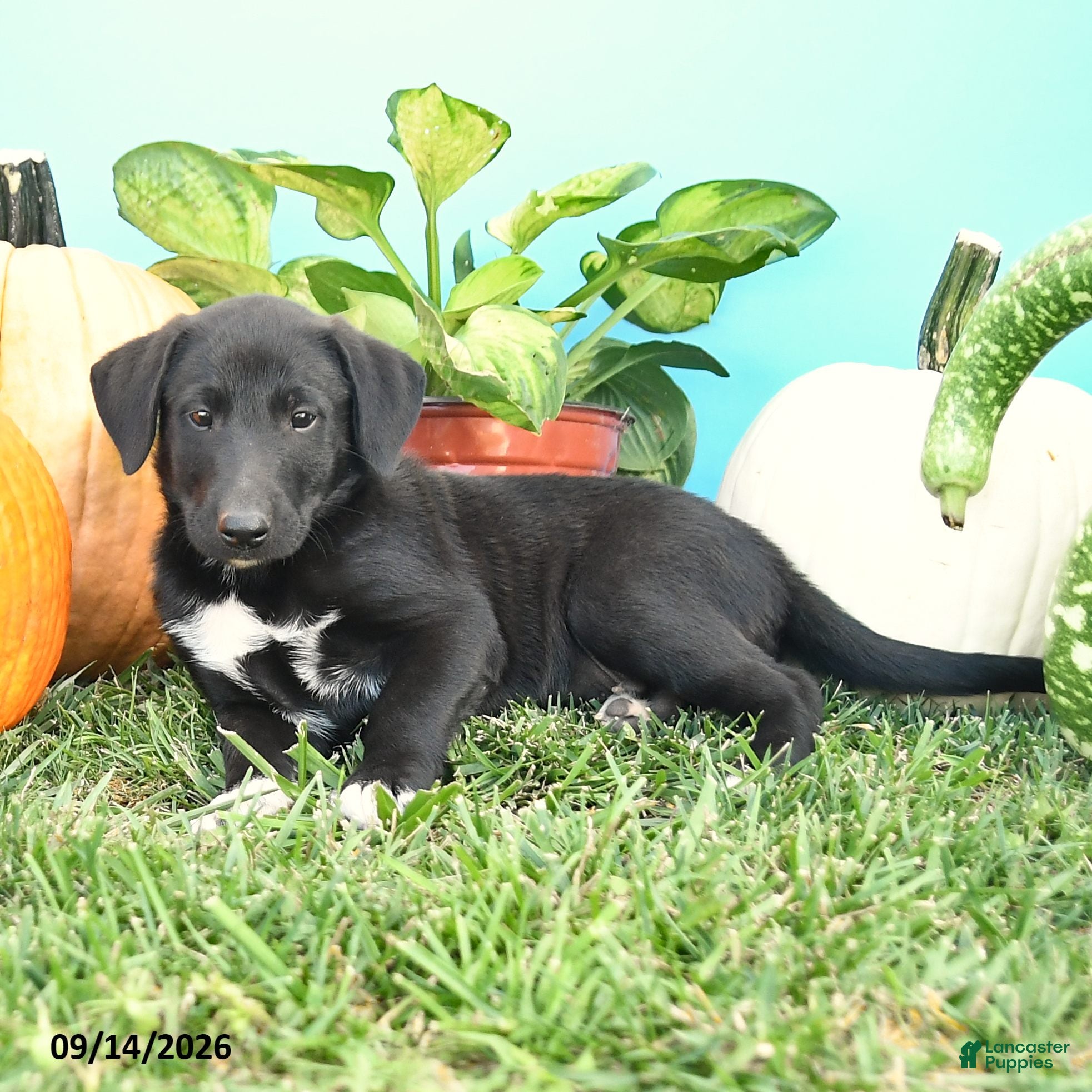 Mixed Breed dogs Rover - Ad 2