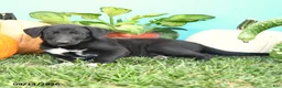 Mixed Breed dogs for sale: Rover - Ad 2