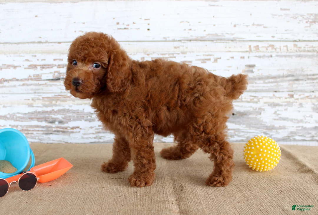 Mixed Breed dogs for sale: Flame - Ad 2