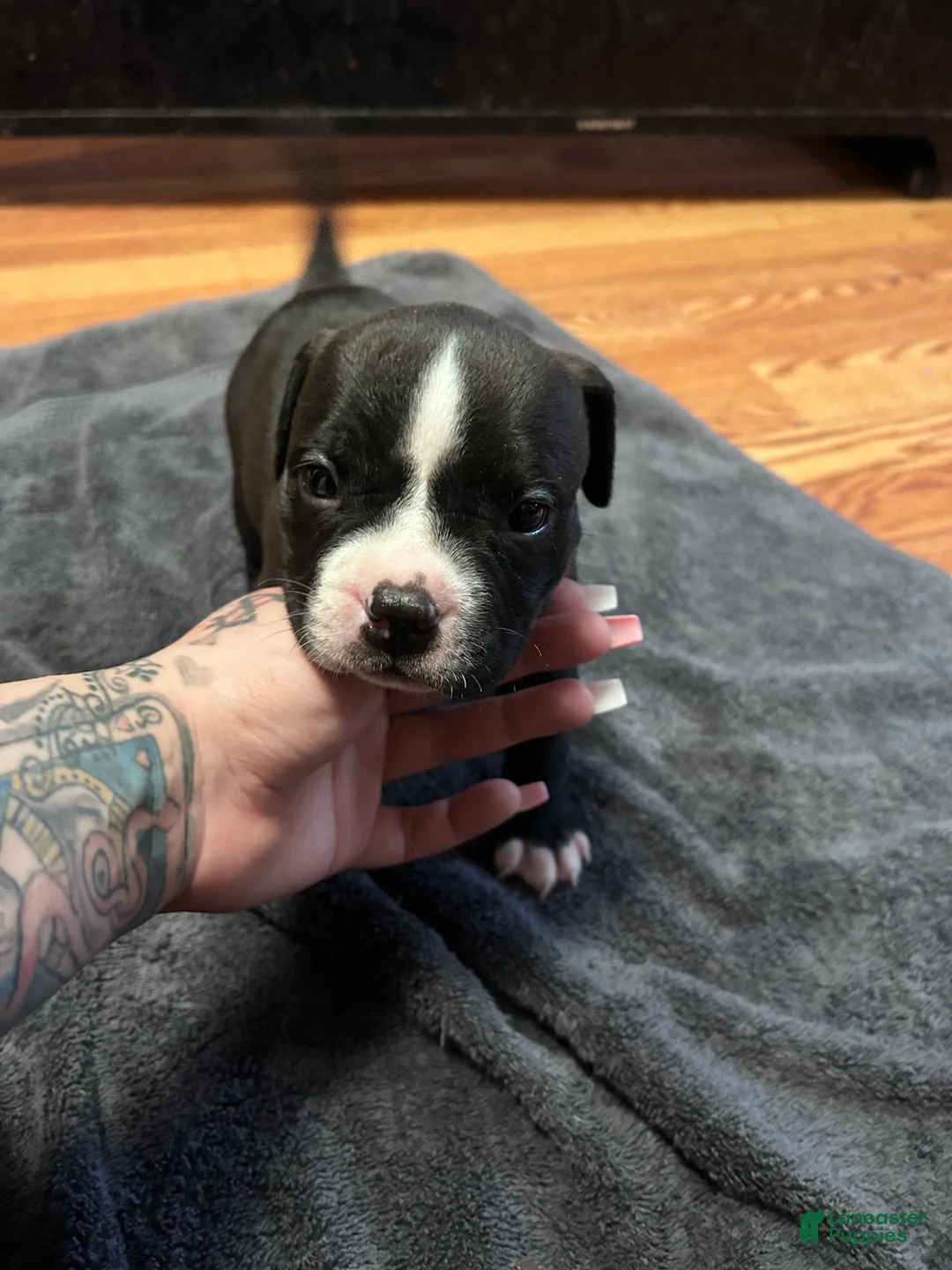American Bully dogs for sale: American Bully Puppy 4 - Ad 1