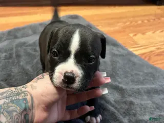 American Bully dogs American Bully Puppy 4 - Ad 14