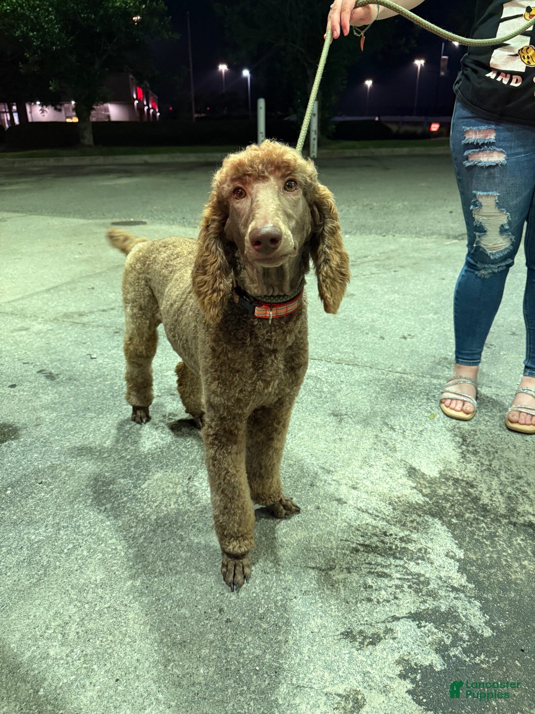 Goldendoodle dogs for sale: Mocha - Ad 15