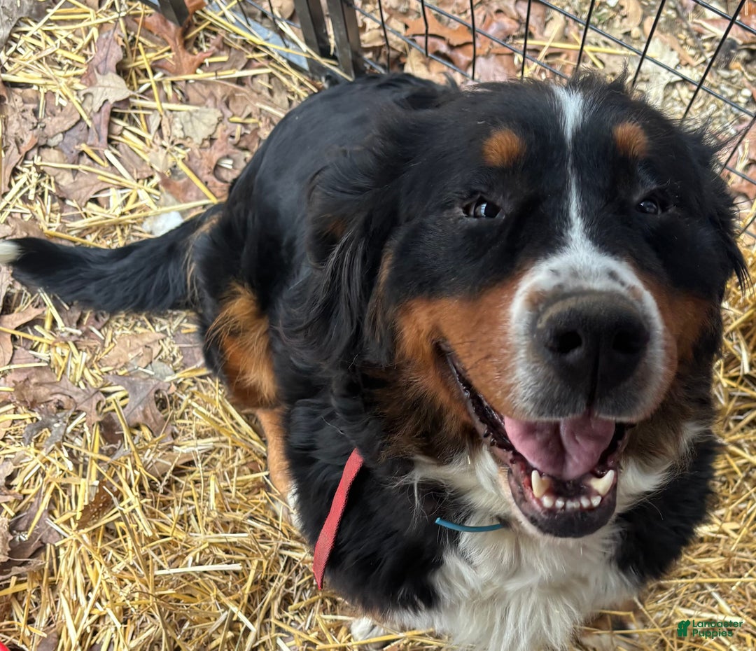 Gallery Image {{count}}