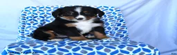 Bernese Mountain Dog dogs for sale: Jojo - Ad 1