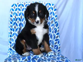 Bernese Mountain Dog dogs for sale: Jojo - Ad 3