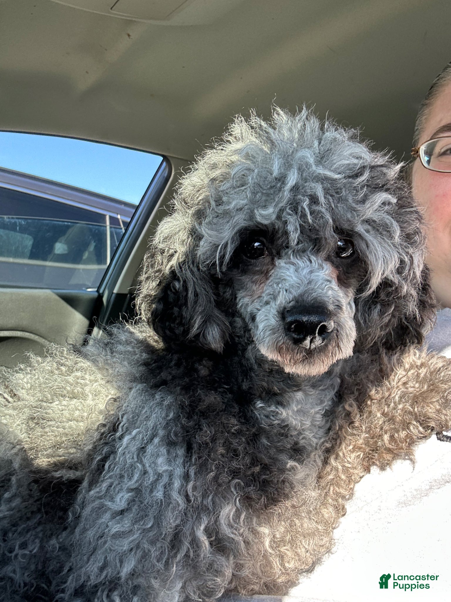 Toy Poodle dogs for sale: Double T Summer’s apricot male - Ad 36