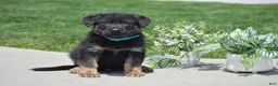 German Shepherd dogs for sale: Hunter - Ad 1