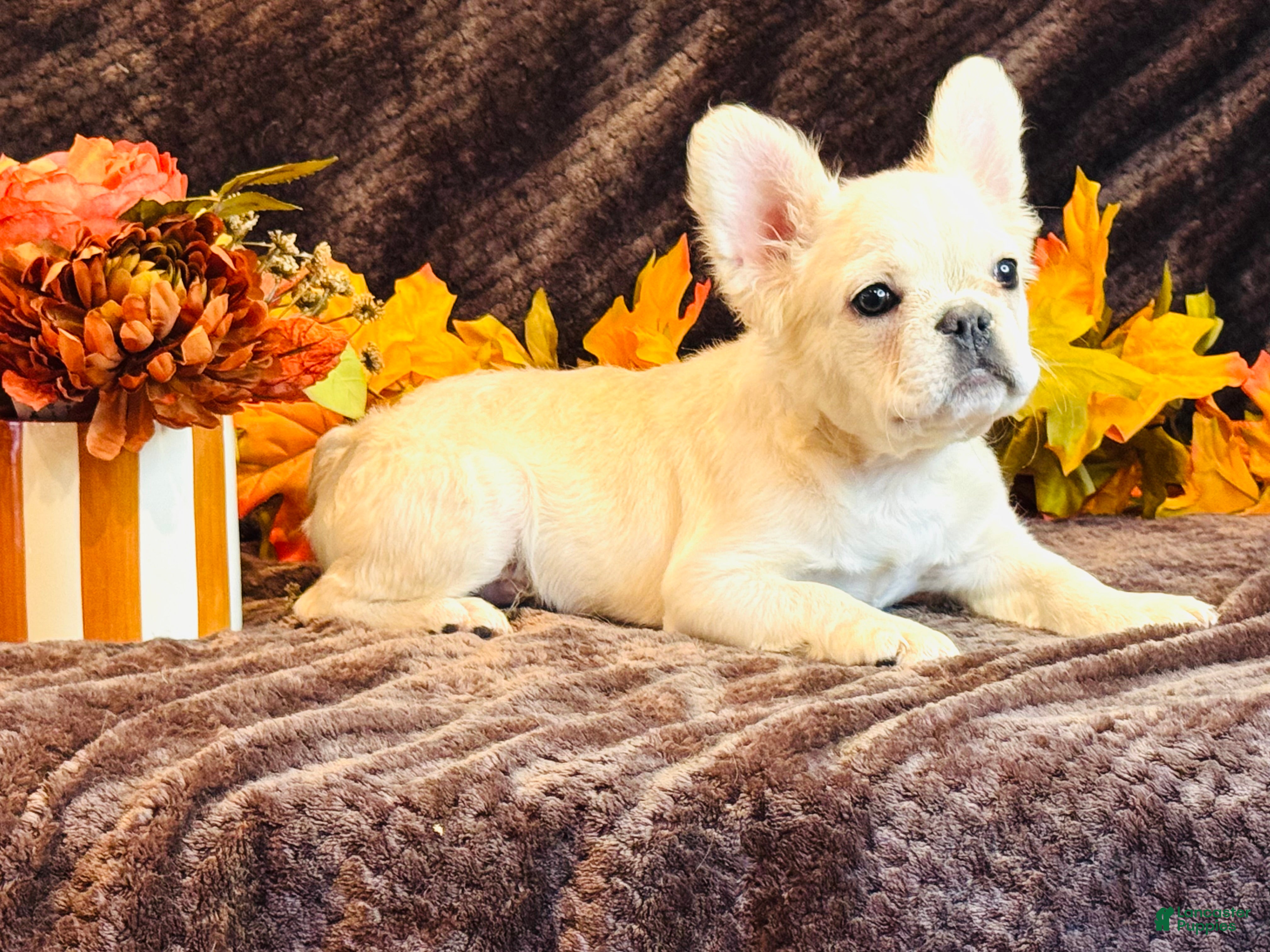 French Bulldog dogs French Bulldog 1 - Ad 39