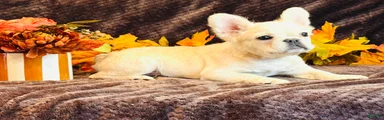 French Bulldog 1