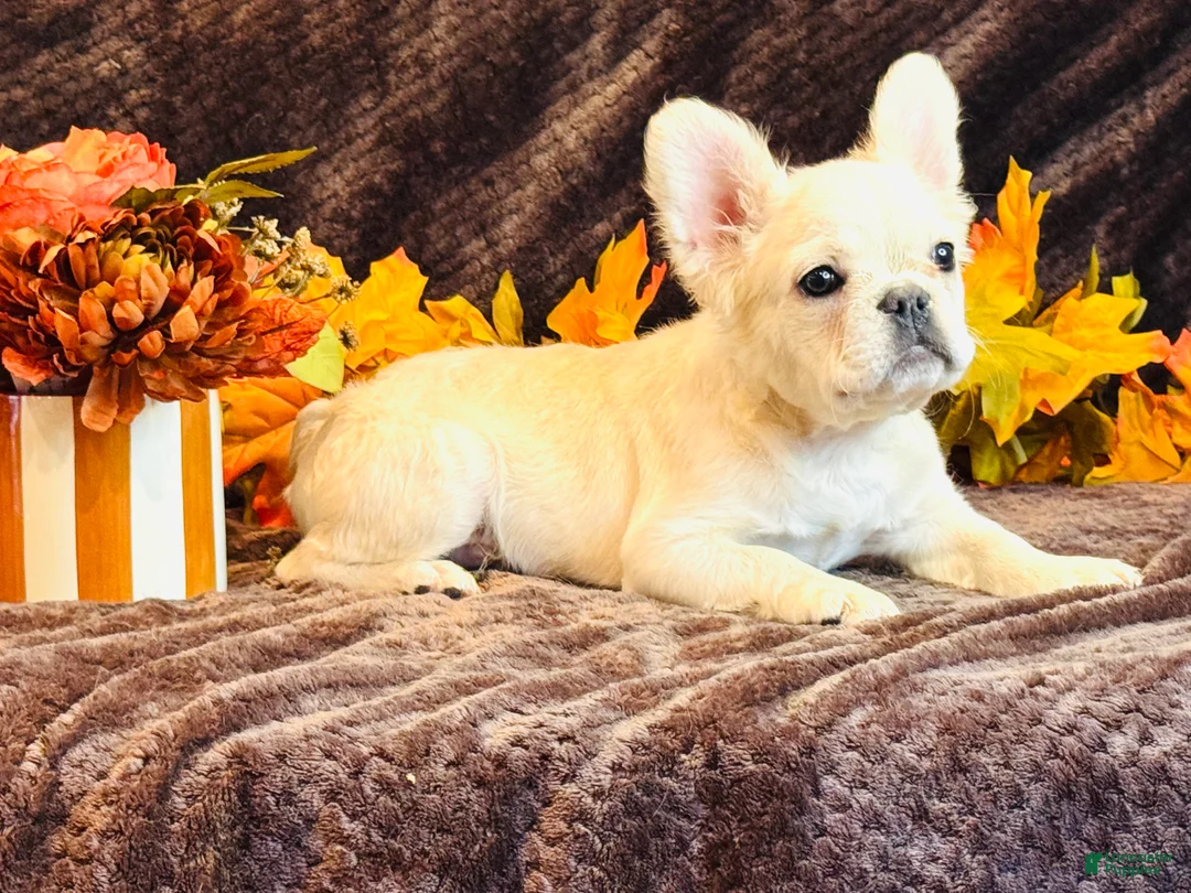 French Bulldog dogs for sale: French Bulldog 1 - Ad 1