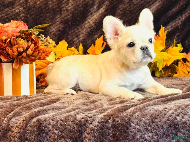 French Bulldog dogs French Bulldog 1 - Ad 39