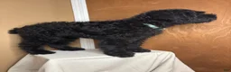 Giant Schnauzer dogs for sale: Tuna - Ad 4
